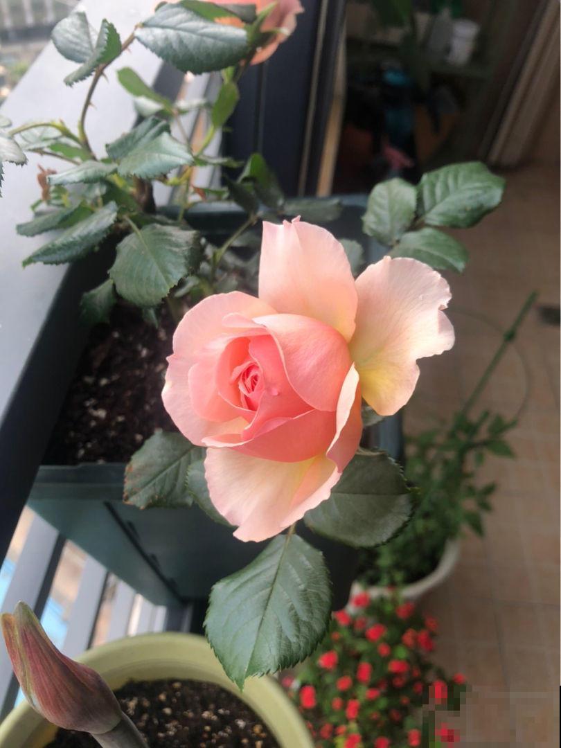 养月季的一些常见问题，现在教你怎么治，让花重新长旺！