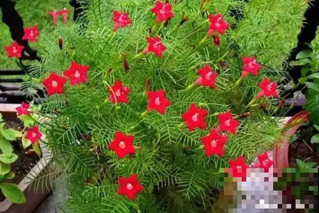 晒不死、热不死的花,越晒花越多,越热长越快 晒不死、热不死的花,越晒花越多,越热长越快