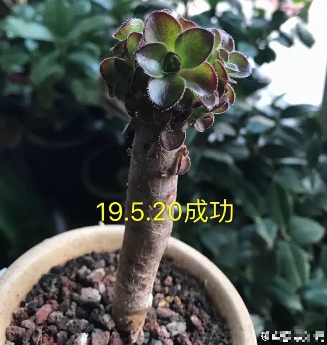 三角梅长不好?赶紧给它摘叶子,摘得越干净,长得越好 三角梅长不好?赶紧给它摘叶子,摘得越干净,长得越好