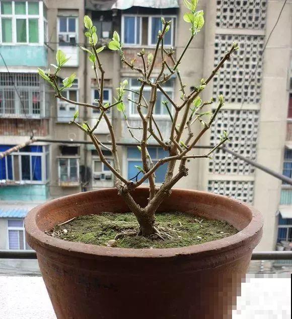 三角梅长不好?赶紧给它摘叶子,摘得越干净,长得越好 三角梅长不好?赶紧给它摘叶子,摘得越干净,长得越好