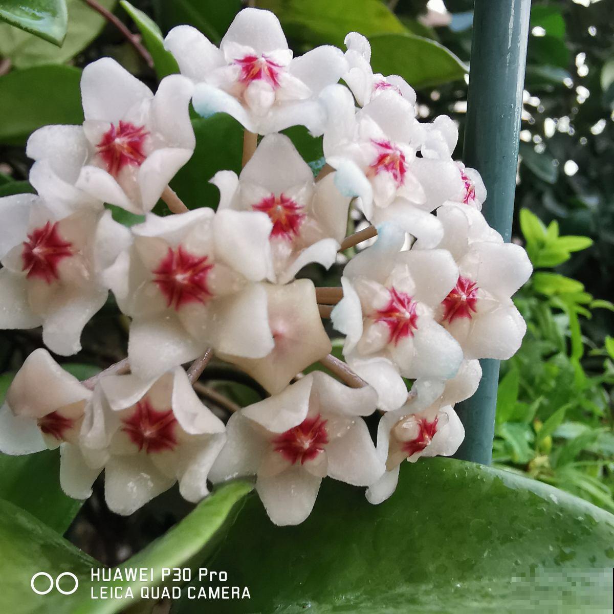 适合打造成花墙的植物，耐阴开花香，一朵一朵呼呼冒花