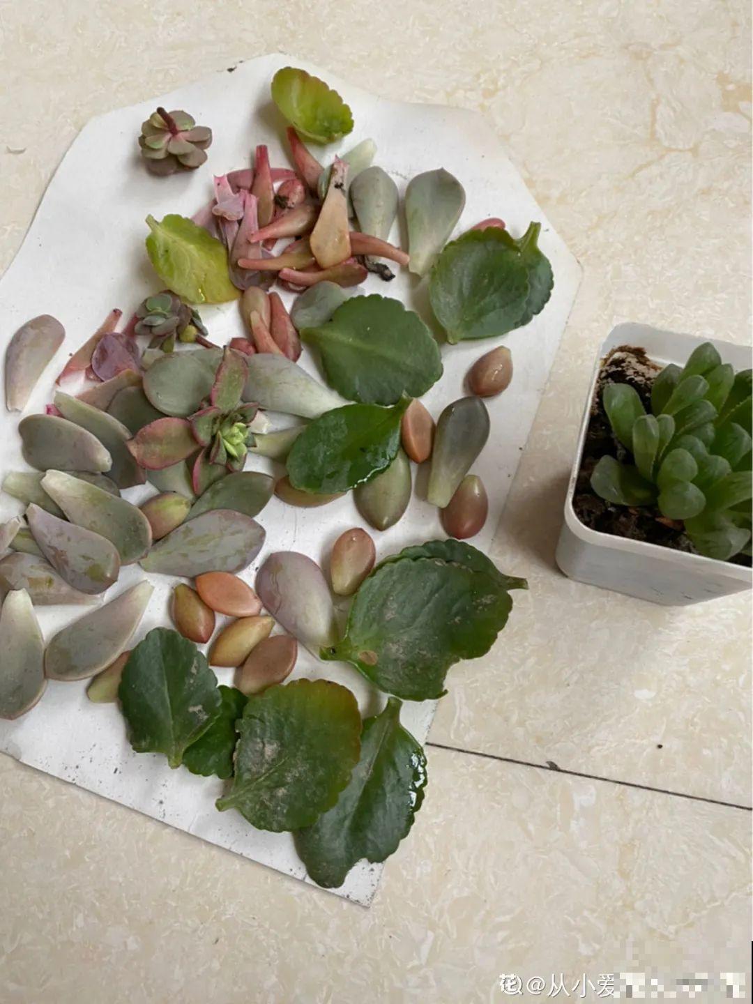 三角梅长不好?赶紧给它摘叶子,摘得越干净,长得越好 三角梅长不好?赶紧给它摘叶子,摘得越干净,长得越好