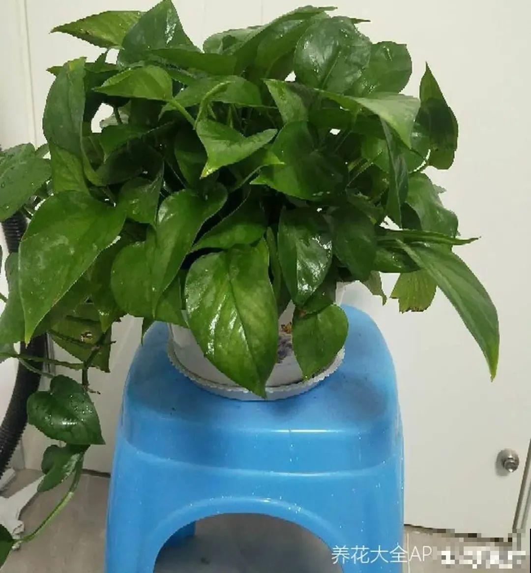 6种花夏天扦插,枝条剁8段、撒土里,3岁小孩都能插活! 6种花夏天扦插,枝条剁8段、撒土里,3岁小孩都能插活!