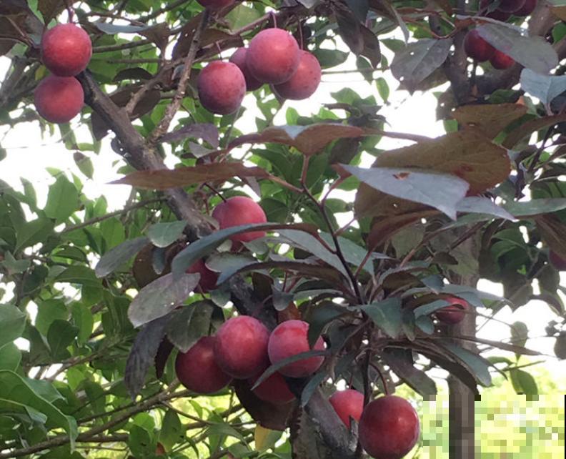 80种常见花卉，读过后，花名难不倒你