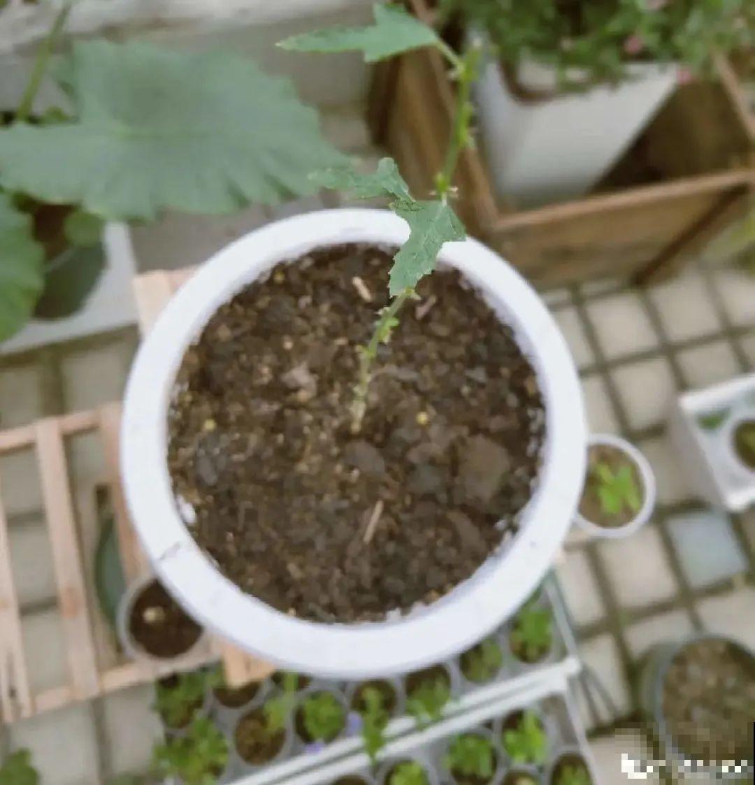 春天给花修剪,花才能呼呼开,俩月开爆盆 春天给花修剪,花才能呼呼开,俩月开爆盆