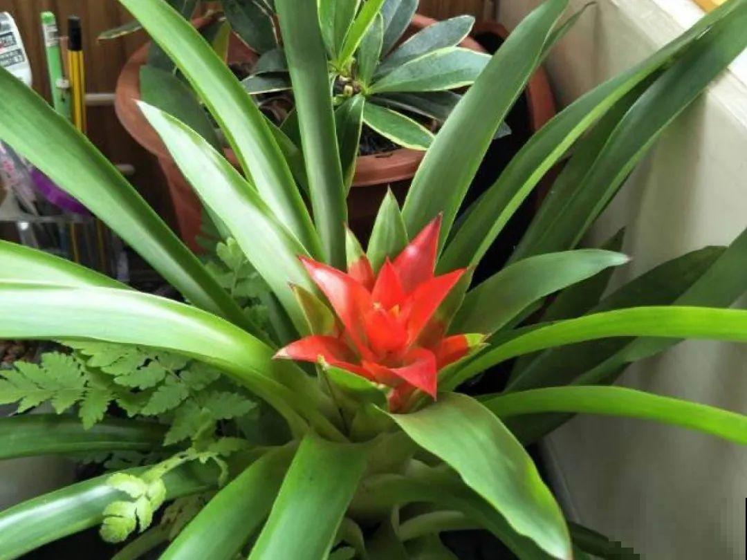 超级“喜水”的花，3天不浇水，就离死不远了