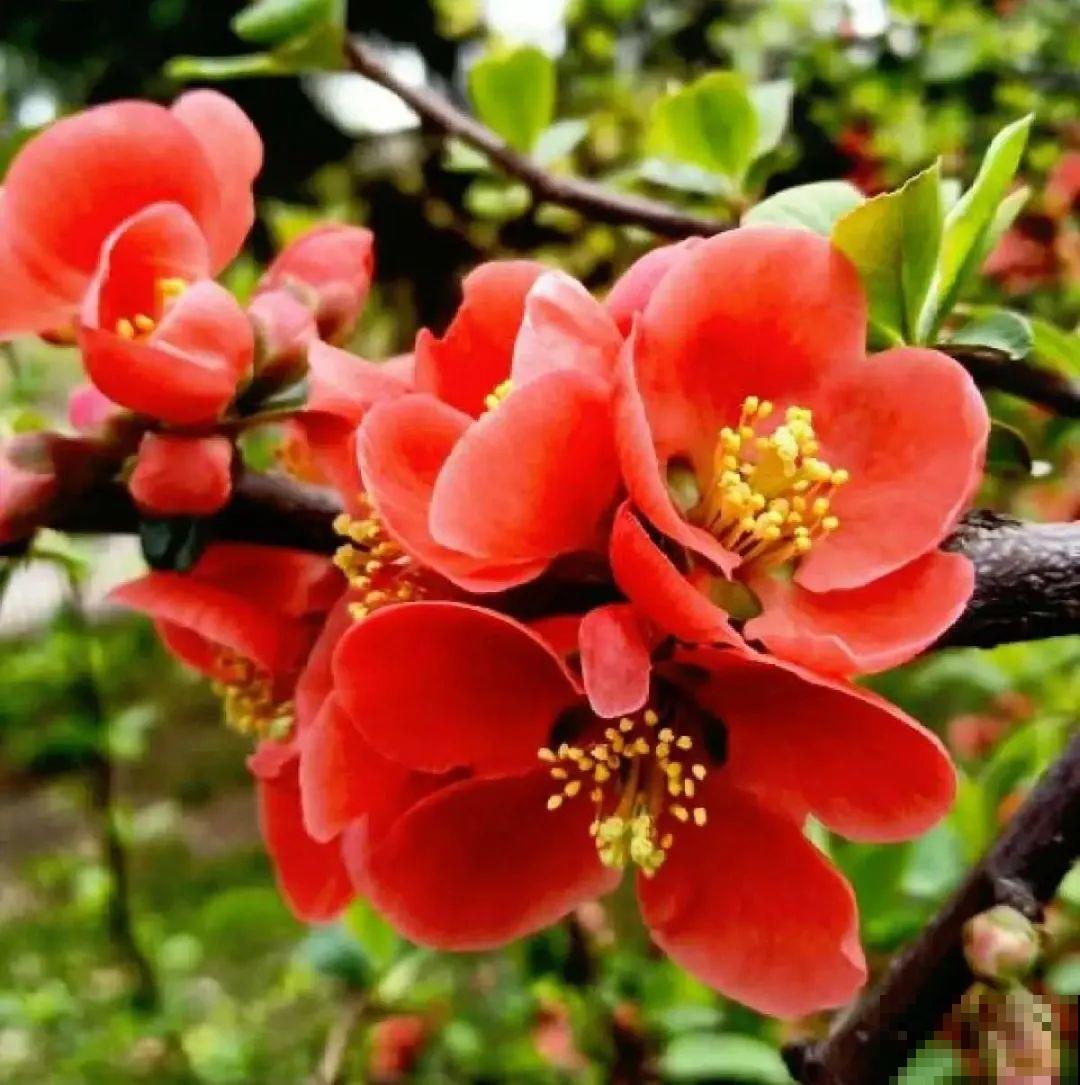 清明赏花，带上这份花卉图谱，变身行走的识花机器