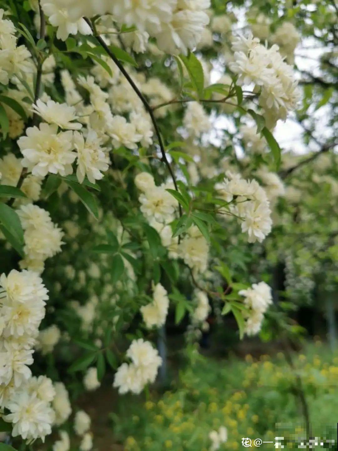 30米高三角梅，千年的紫藤树···5种花越老越值钱