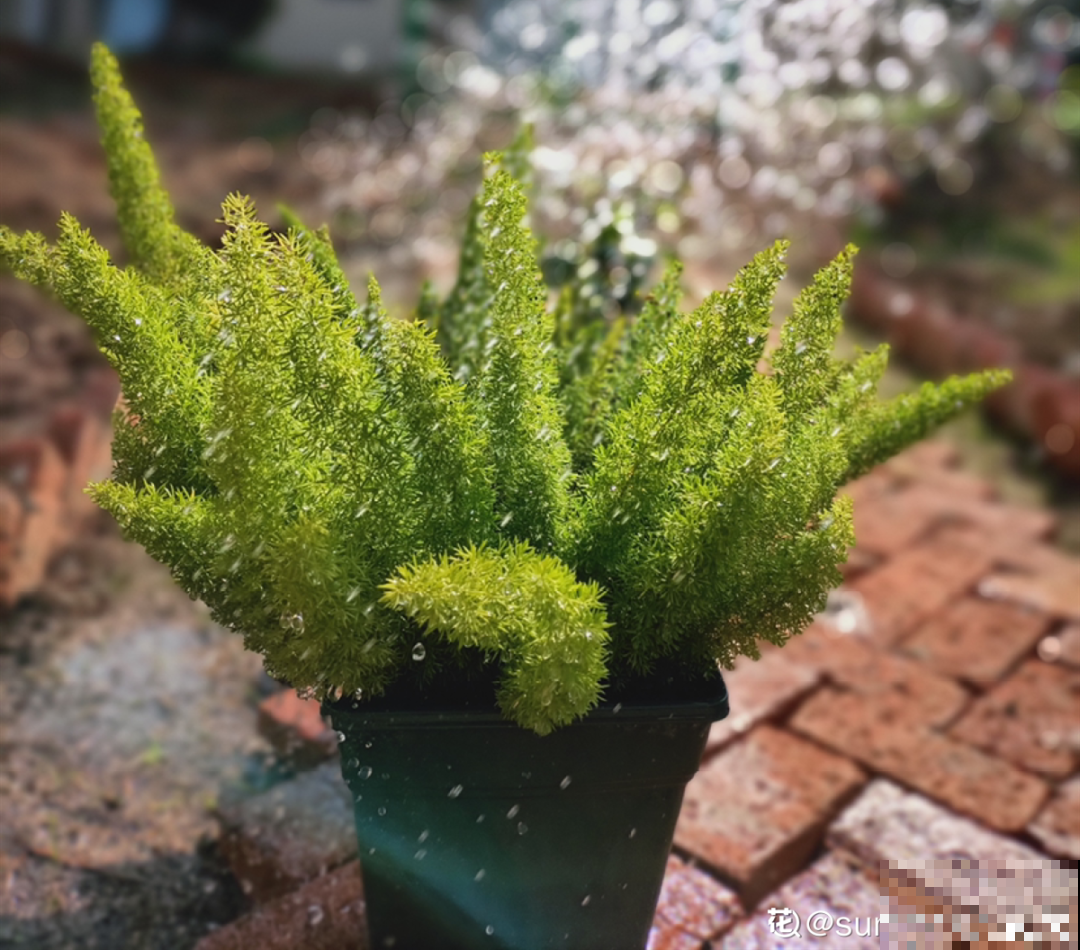 28种耐阴花，没光也能开爆盆，养在家里超有范儿