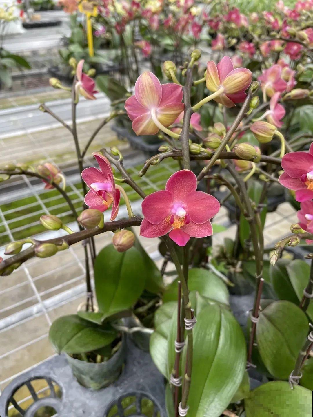 花市上的蝴蝶兰，长得像假花，谁见了都要摸一下！