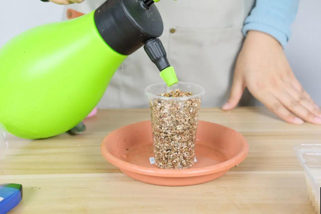 11种常见花，现在扦插，成活率特高