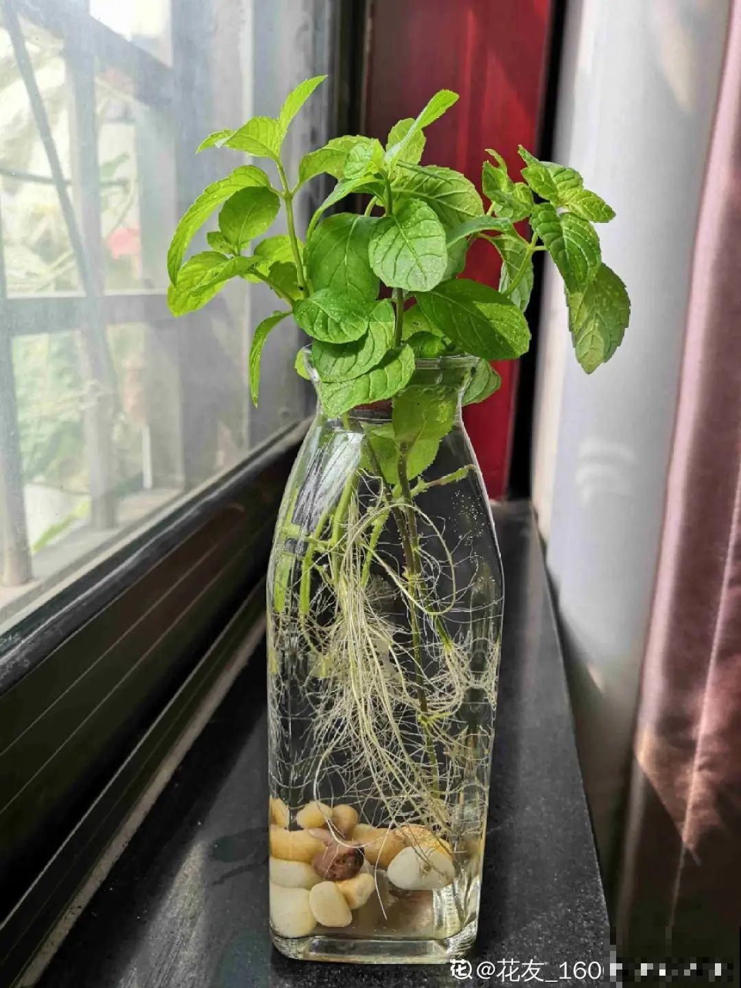 绿萝可以扔了,养盆“格调”花,颜值高还有气质 绿萝可以扔了,养盆“格调”花,颜值高还有气质