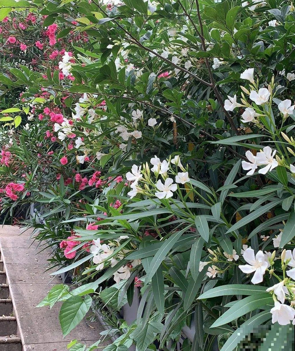 20种有毒花，看见绕道儿走，千万别乱摸