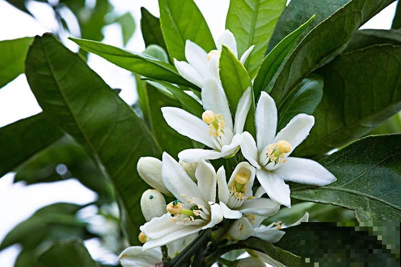 常见的水果树开花了，你见过几种？