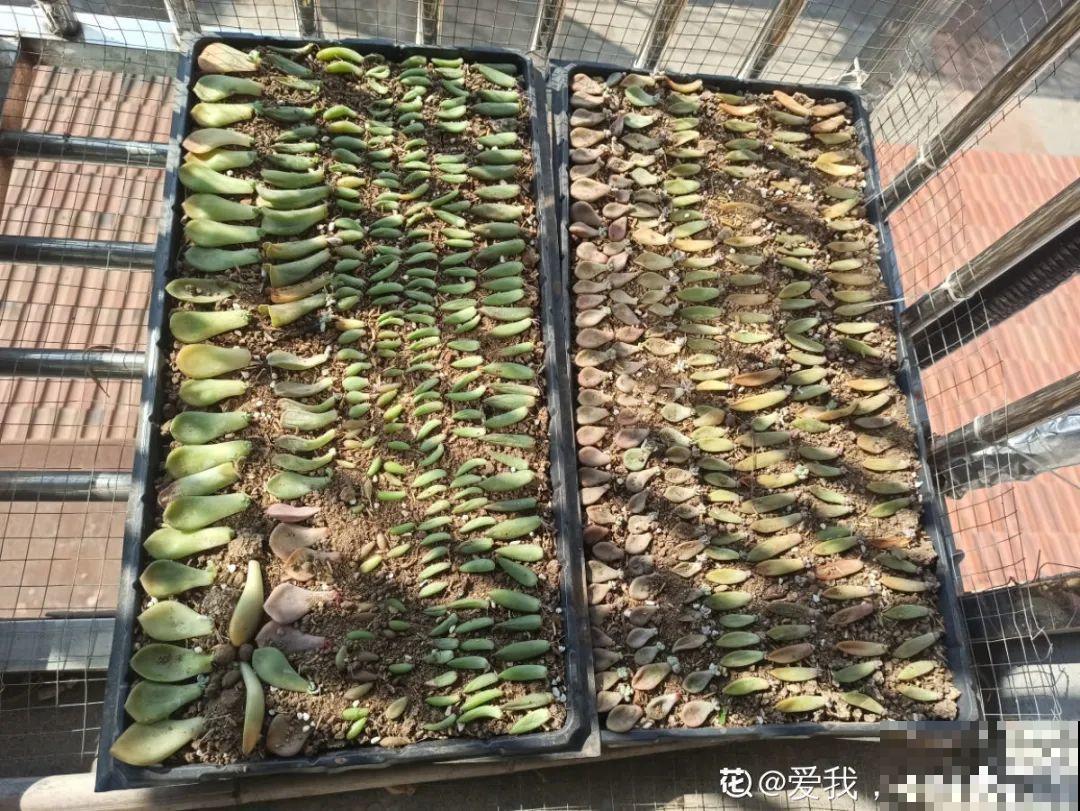 7种“落地生根”花,春天多插几棵,成活率特别高 7种“落地生根”花,春天多插几棵,成活率特别高