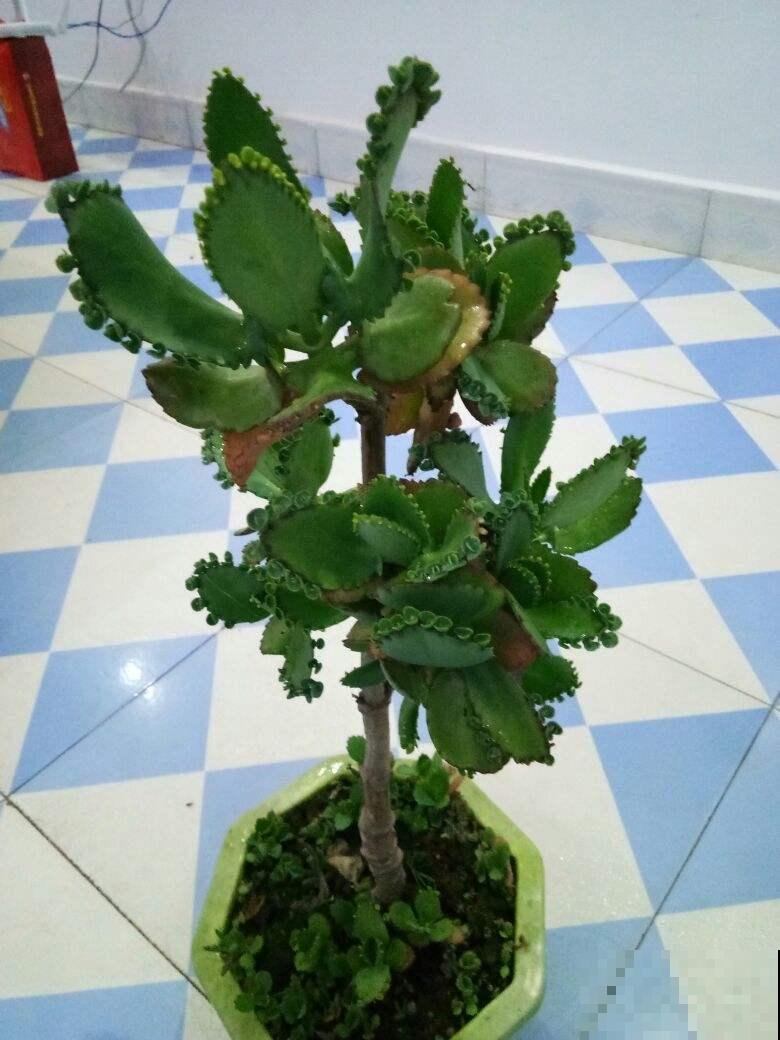 沾土就活的花，叶子掉土里，呼呼蹿出小肉芽