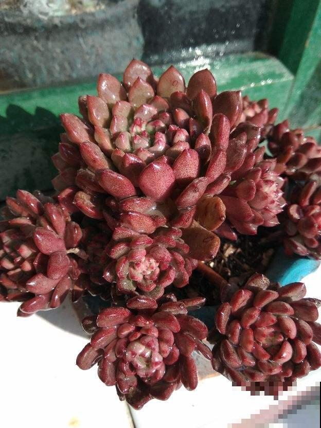 家里养盆招财多肉，颜色鲜艳喜庆，越养越喜欢