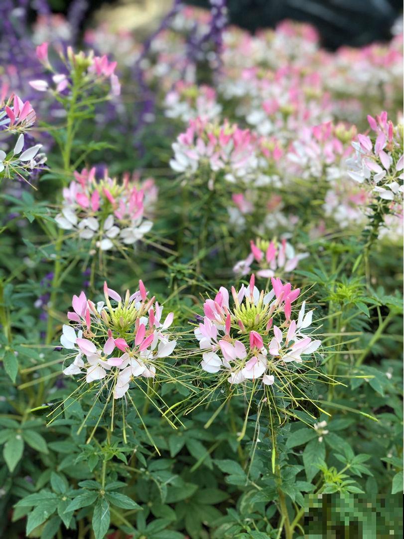 夹竹桃有毒,为啥还种在路边,原来好处多不是一般的多 夹竹桃有毒,为啥还种在路边,原来好处多不是一般的多
