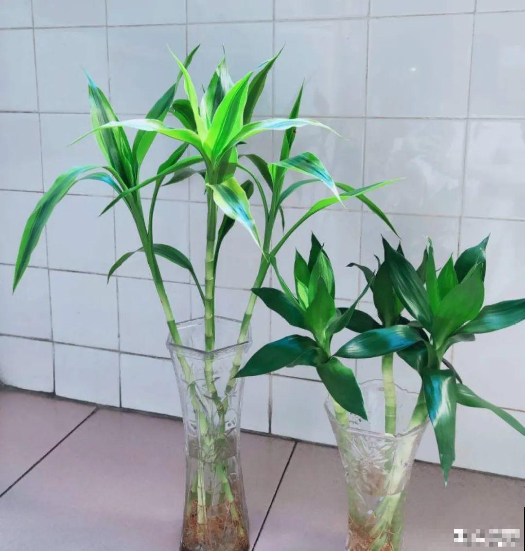 夏天怕晒的花,赶紧搬到阴凉地儿,再晒成枯杆了 夏天怕晒的花,赶紧搬到阴凉地儿,再晒成枯杆了