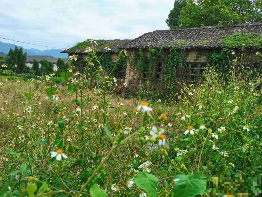家里养盆“省心”花,自己开花自己结种,不用再买花种了 家里养盆“省心”花,自己开花自己结种,不用再买花种了