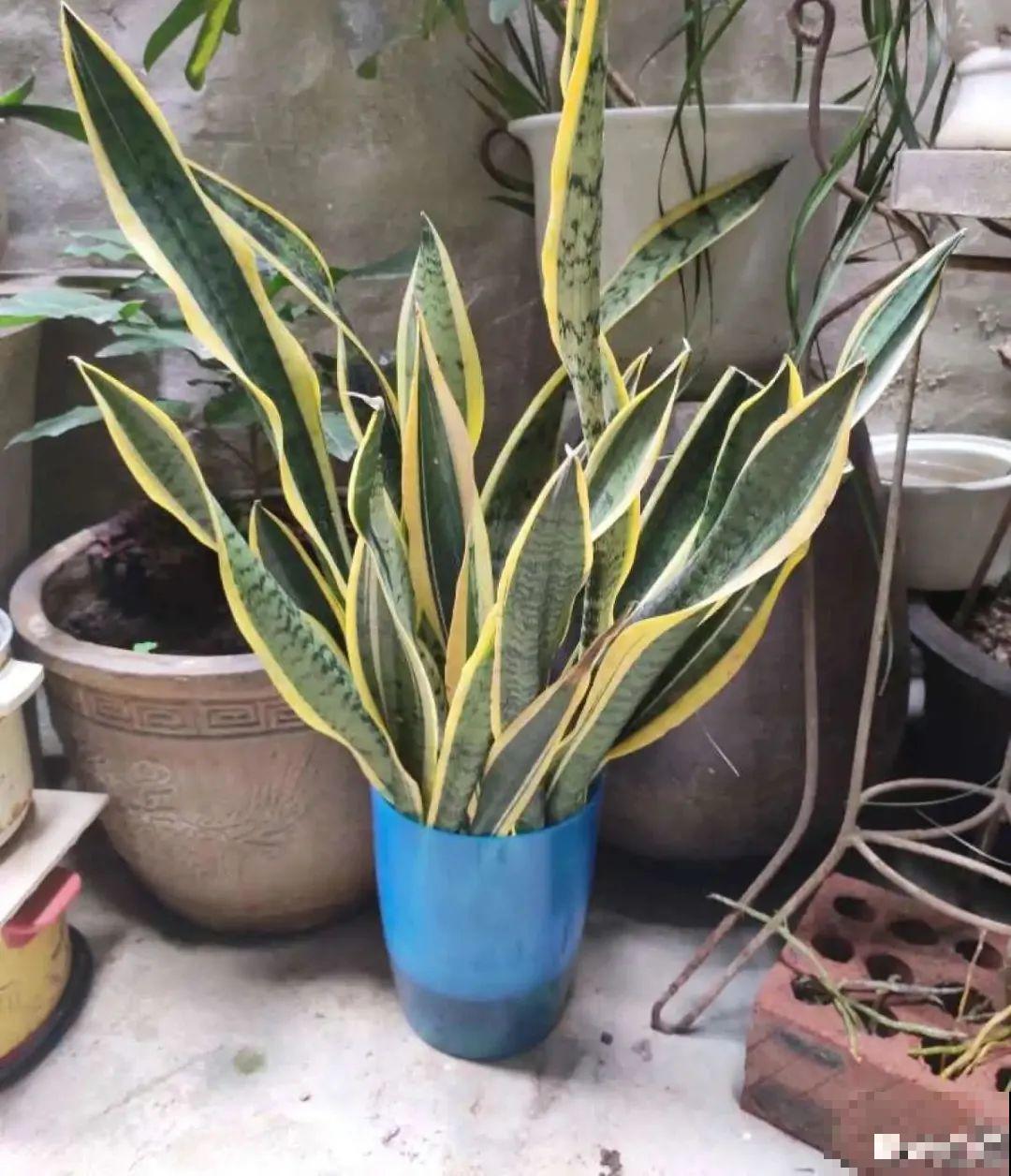 半死不活的花,扔水里,突然长疯了 半死不活的花,扔水里,突然长疯了