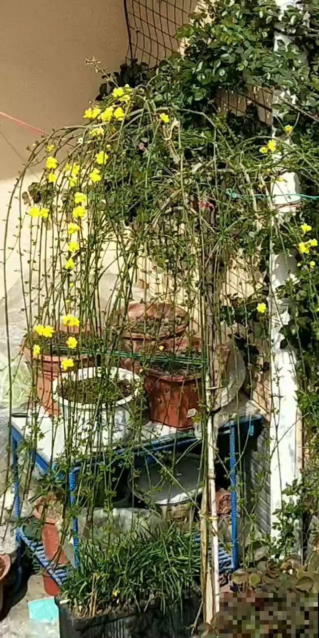 庭院养花还不知道怎么选?现在就教你,庭院一年四季美到头! 庭院养花还不知道怎么选?现在就教你,庭院一年四季美到头!