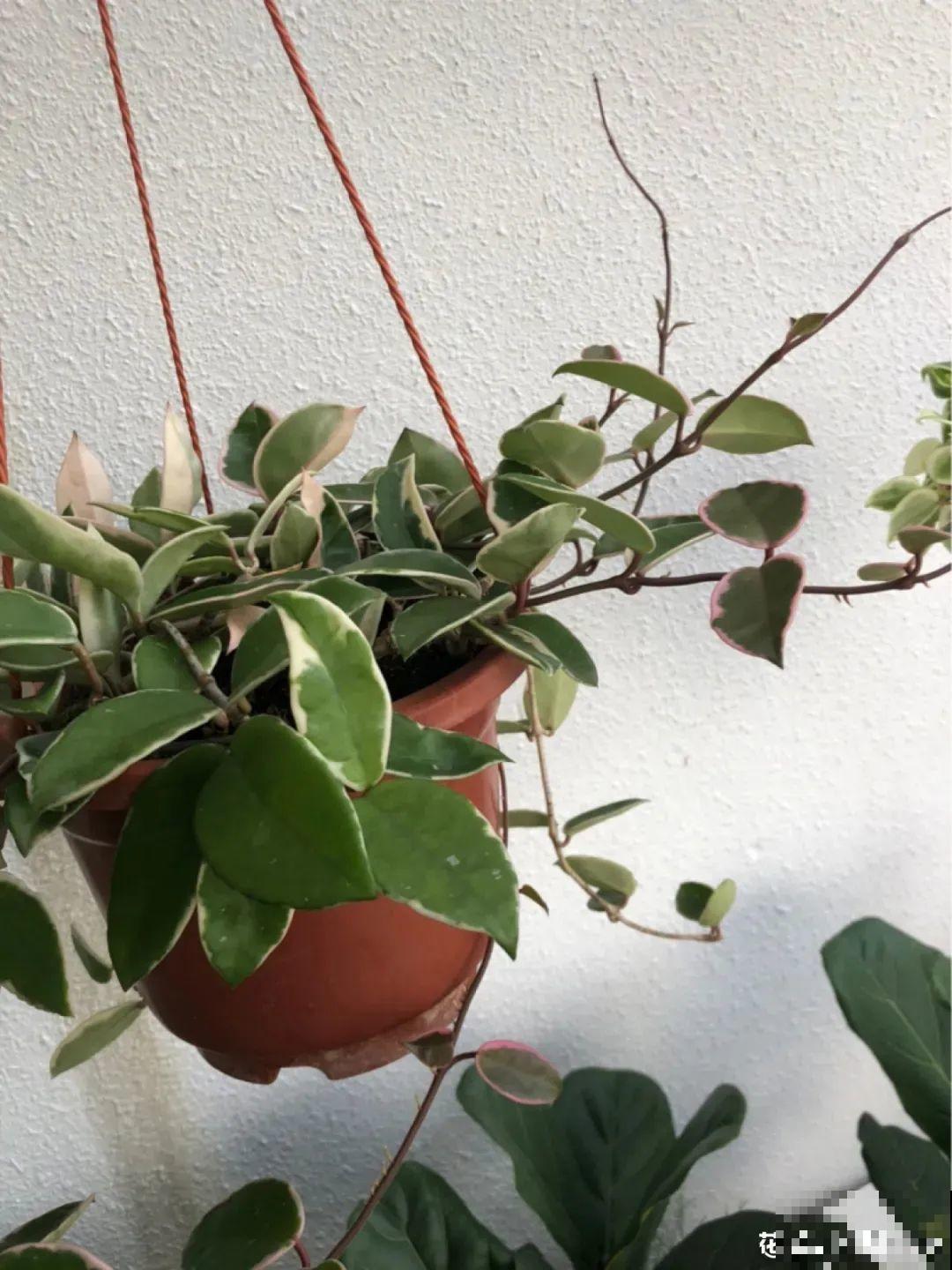 球兰开花特香，还非常耐阴，光照不好也能养