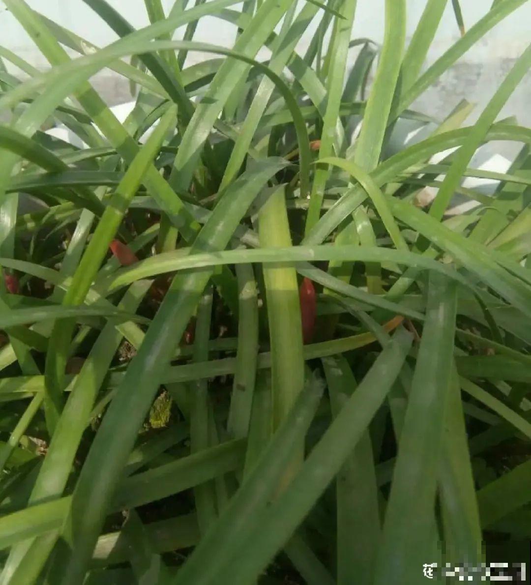 虐着养的花，剪成秃子，半月不浇水，呼呼开花