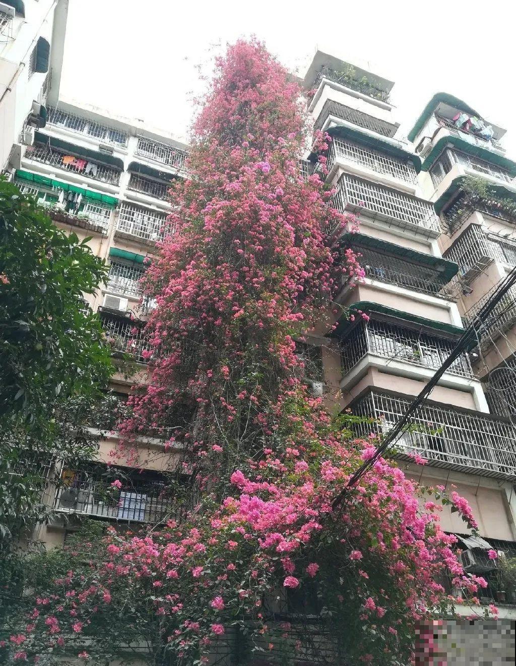 30米高三角梅，千年的紫藤树···5种花越老越值钱