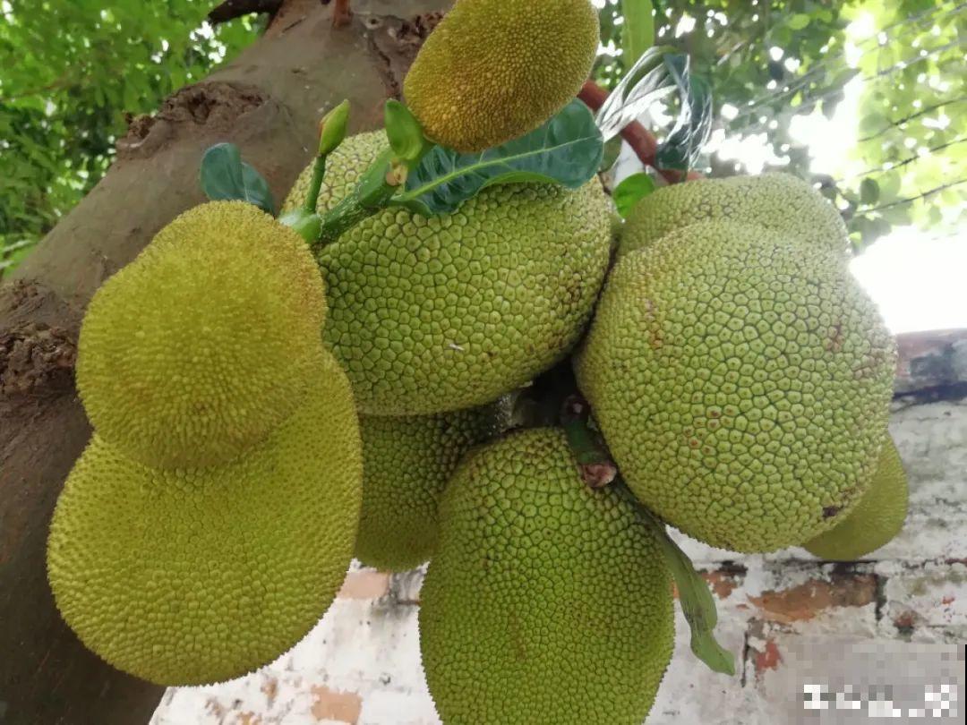 医院大门口,一男子竟被一片叶子砸晕,这叶子可真够大的 医院大门口,一男子竟被一片叶子砸晕,这叶子可真够大的