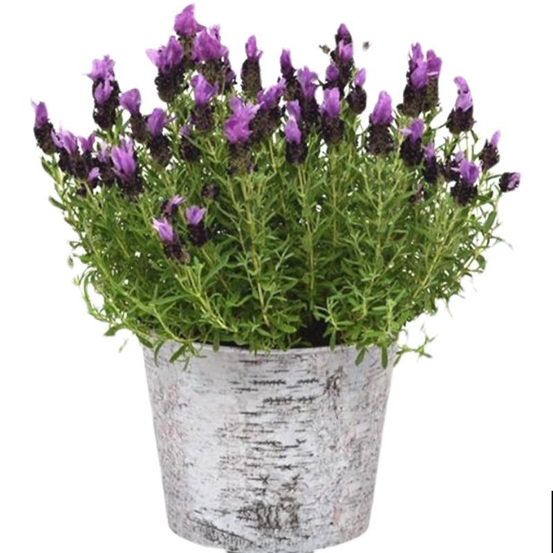 去年跟风买的网红花，没想到养得真好，一盆比一盆长得旺