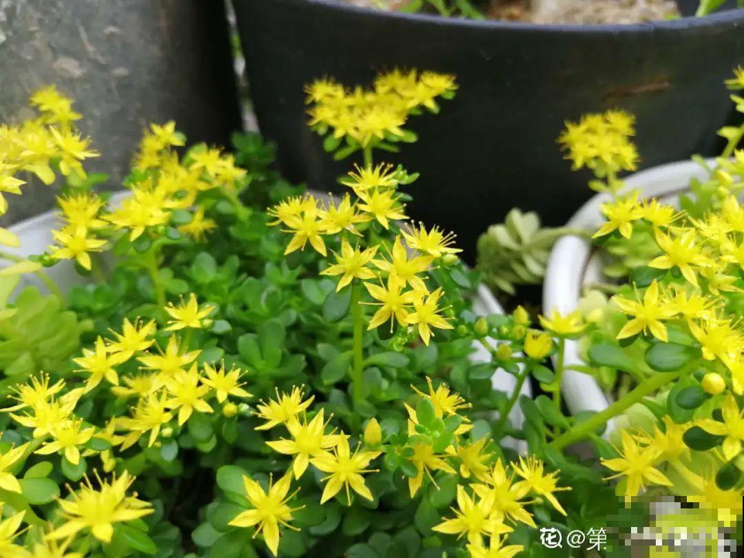 5种铺面多肉,沾土就活,迅速占满每一寸土地 5种铺面多肉,沾土就活,迅速占满每一寸土地