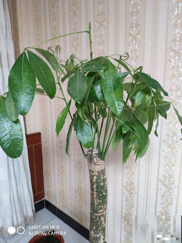 在家养花不如养棵“树”，绿油油的超好看，还能释放氧气