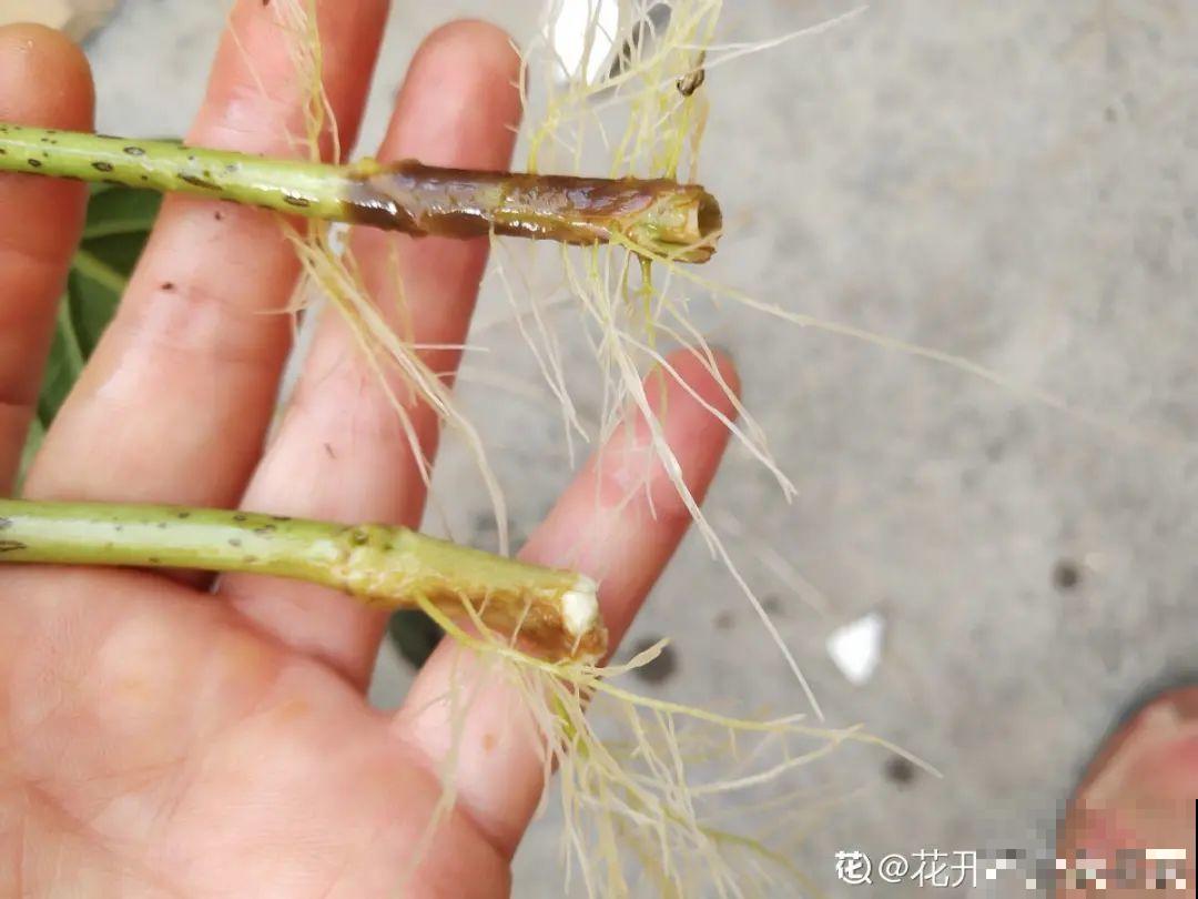 夏天扦插最好活，剪个枝条插土里，10天就生根！