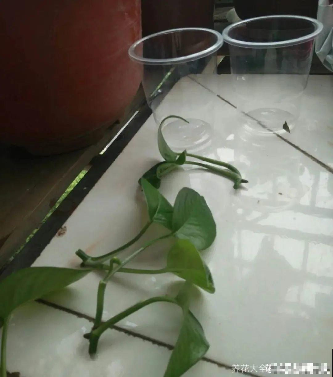 6种花夏天扦插,枝条剁8段、撒土里,3岁小孩都能插活! 6种花夏天扦插,枝条剁8段、撒土里,3岁小孩都能插活!