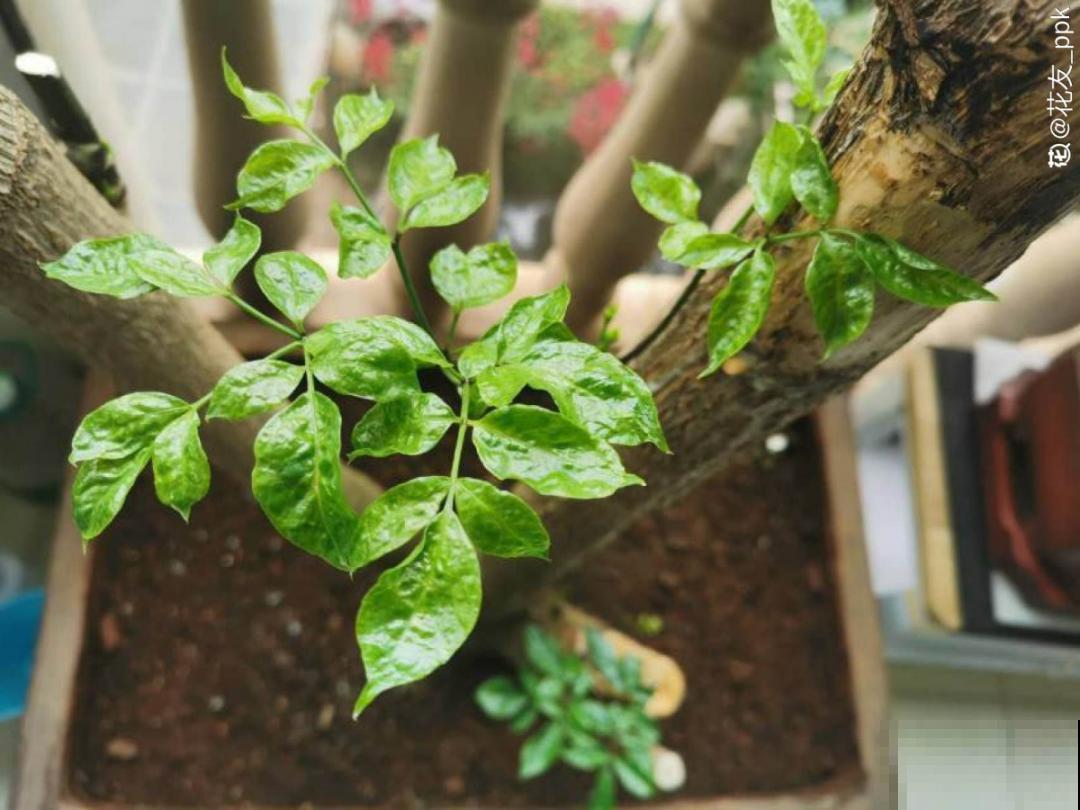 天热了，20种花最怕浇水，浇得越多，死得越快！