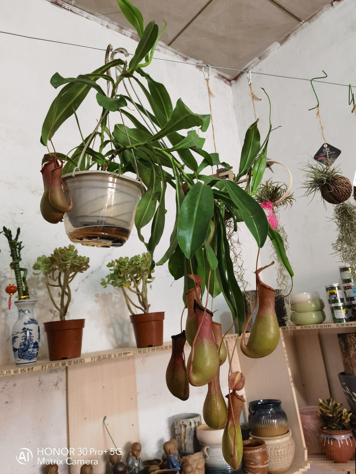 适合孩子们养的花,个个好养易爆盆,开花五颜六色真好看 适合孩子们养的花,个个好养易爆盆,开花五颜六色真好看