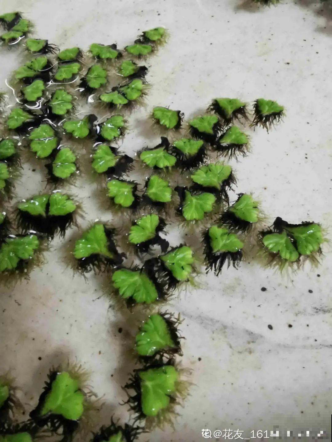 10种花夏天喝水多,多浇水,很快爆满一大缸 10种花夏天喝水多,多浇水,很快爆满一大缸