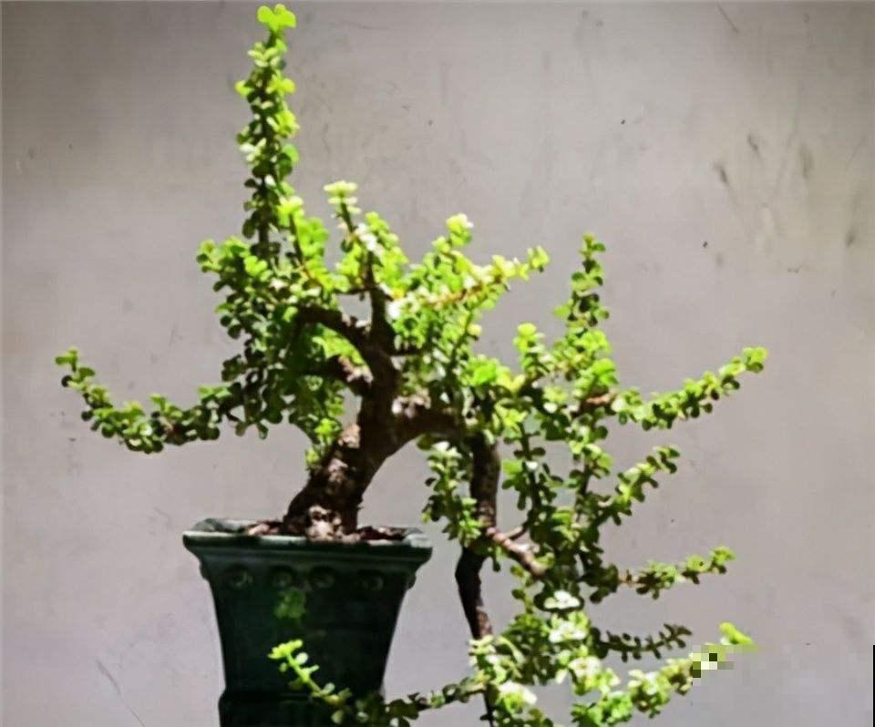 这些花当盆景能增值，越老越值钱，赶紧多种几盆！