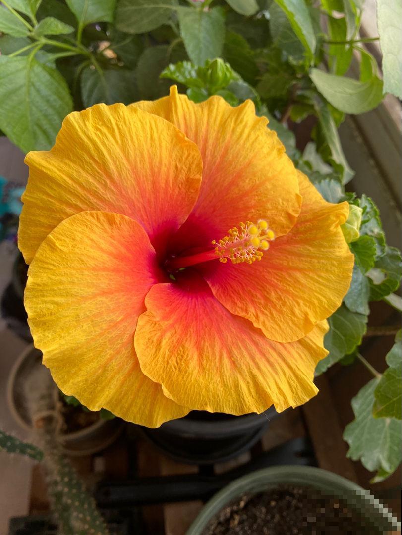 扶桑开花比拳头大，养护注意4点，花苞一个都不掉