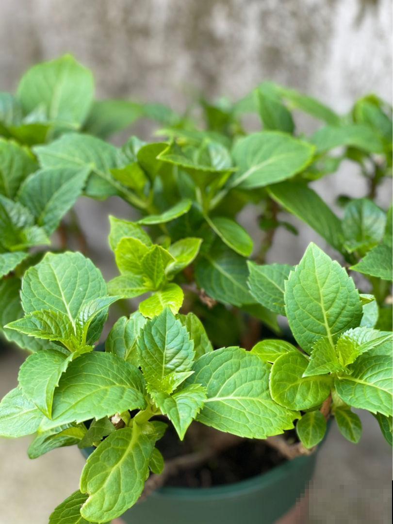 车里养盆小绿植，异味被吸走，观赏效果超好