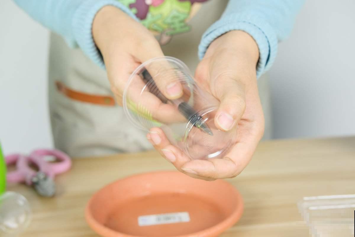 蓝雪花真是“开花机器”，光照越强越开花，一年到头都赏花