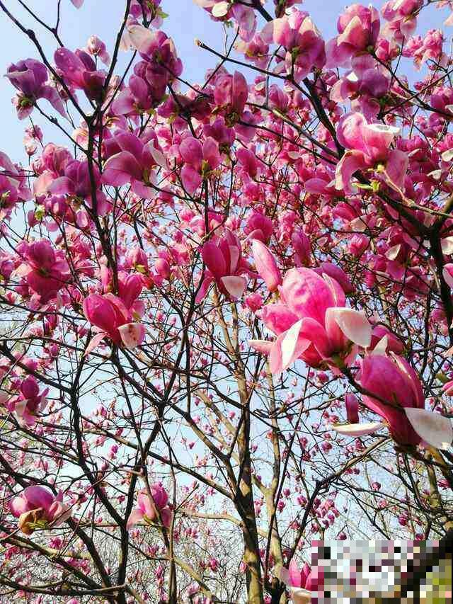 古人喜欢的花,到了现代更受欢迎,开花特旺盛 古人喜欢的花,到了现代更受欢迎,开花特旺盛