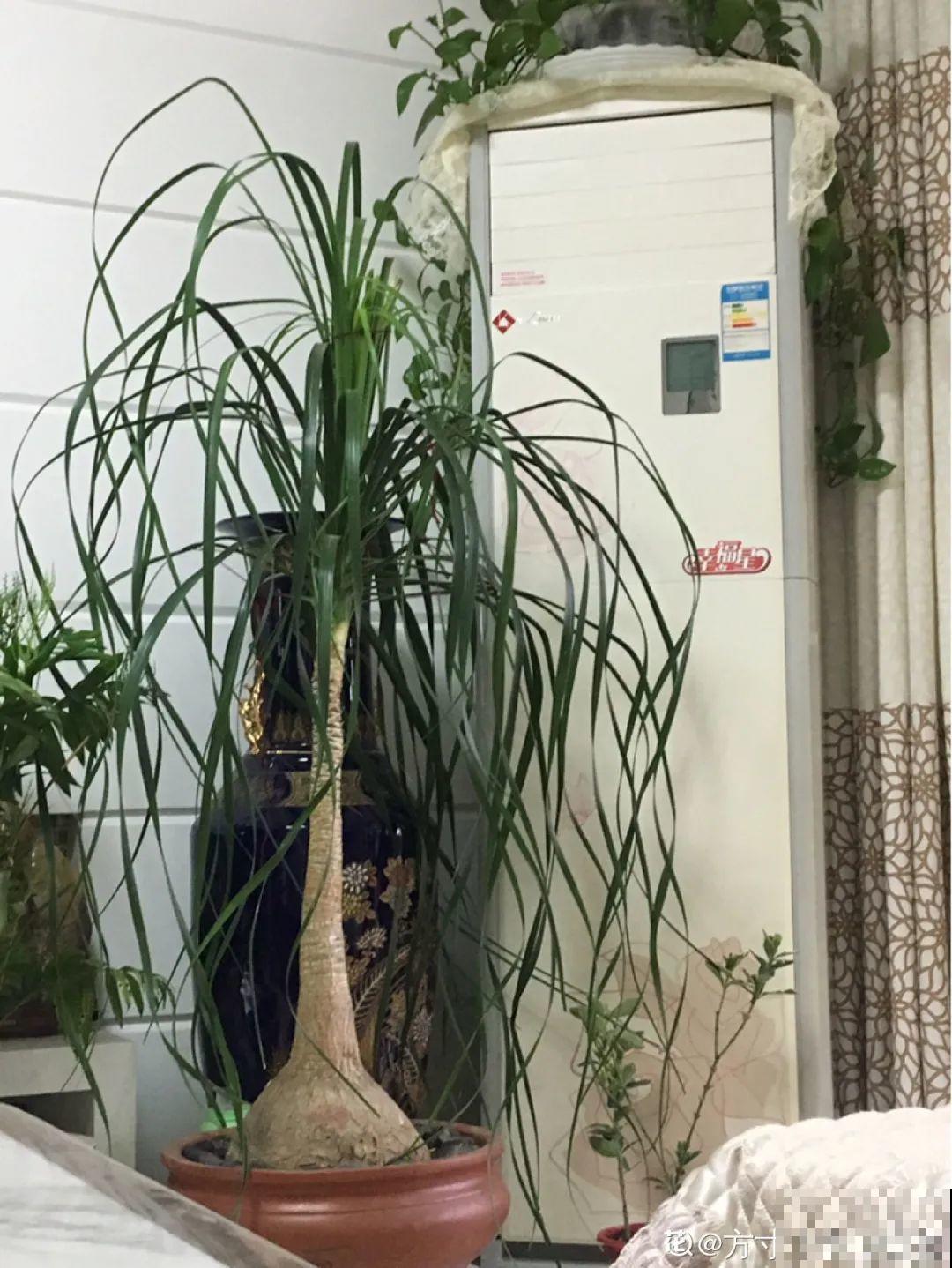 植物长了个大肚子，超级耐旱，一个月不浇水也死不了