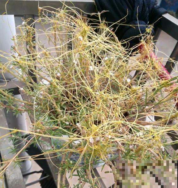 院子长出9种草，看到就铲除，留着就是大祸害