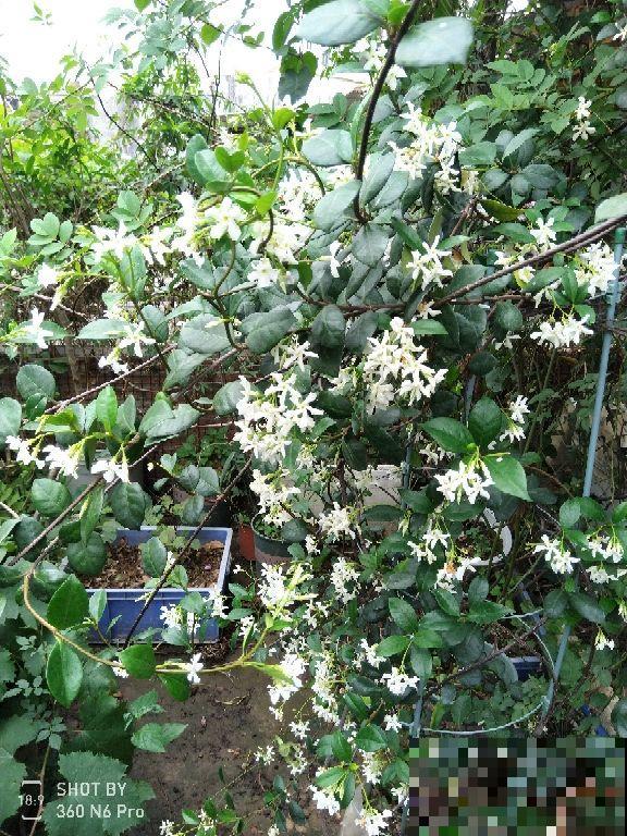 院子里只种兰草，1朵娇艳花也没有，你喜欢吗