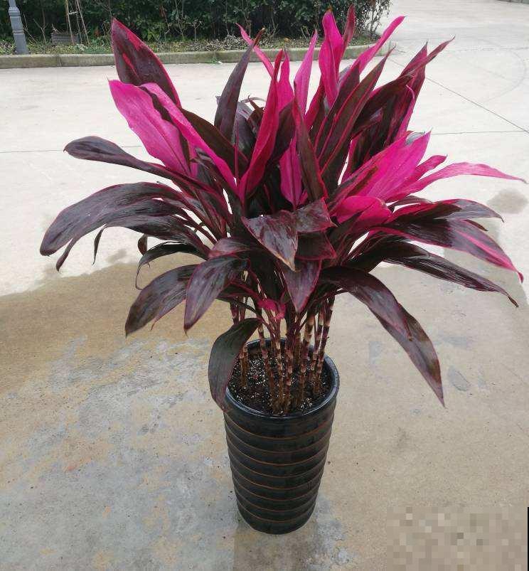 富贵的“堂兄弟”，个个颜值高，还特别好养活