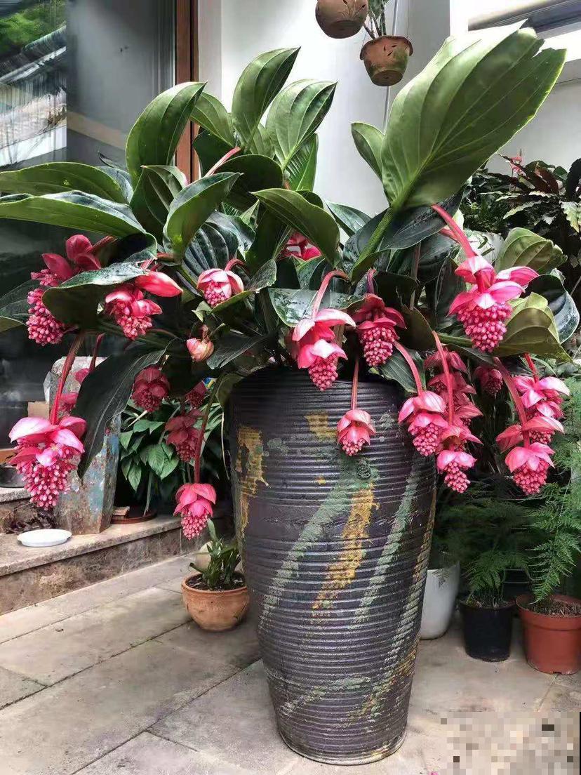 3种花购时不能贪便宜，很容易买到假货，还可能投诉无门