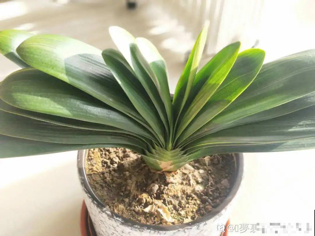 阳台虽小，种点花草，也能变成小花园