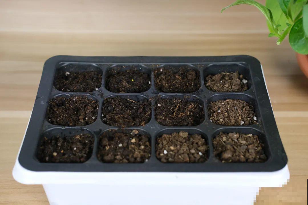 春天最佳繁殖季，扦插播种分株压条，成活率特高